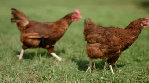 Chickens are running 스톡 동영상 93169801