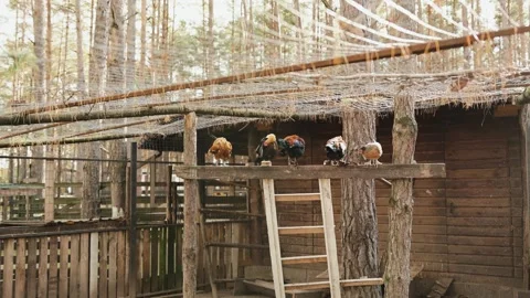 Chickens are seen perched on a rustic wooden perch situated in a picturesque Stock Footage 311247110