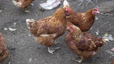 Chickens are walking in the pen of the coop. Stock Footage 73607050