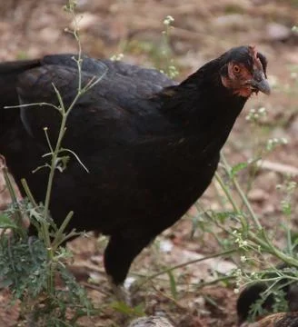 Chickens are walking Stock Photos