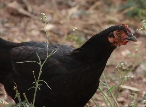 Chickens are walking Foto stock