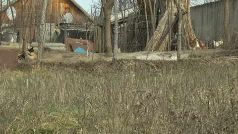 Chickens are walking in the yard of the old house Видео 142804087