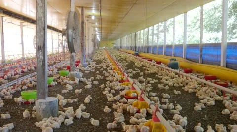 Chickens in the aviary Video stock 62422073