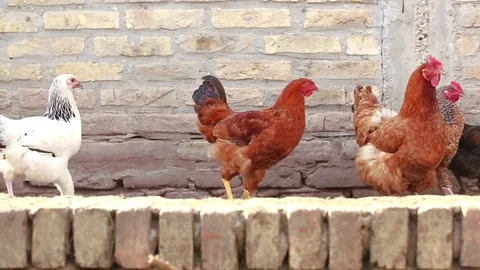 Chickens in the back yard Stock Footage 84789205