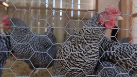 Chickens in a  Backyard Chicken Coop, Close Up Video stock 125882772