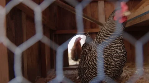 Chickens in a  Backyard Chicken Coop, Close Up, Panning Video stock 125882773
