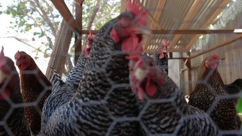 Chickens in a  Backyard Chicken Coop, Close Up Stock Footage 125882775