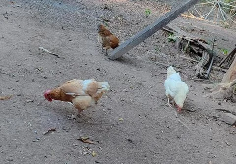 Chickens in the backyard Foto stock
