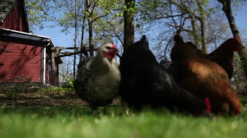 Chickens, Backyard in the summer 3 of 5 Video stock 47521382