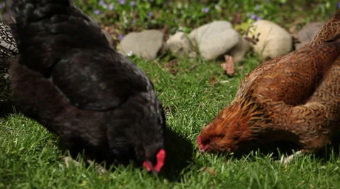 Chickens, Backyard in the summer 4 of 5 Video stock 47519403