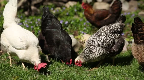 Chickens, Backyard in the summer 4 Video stock 47521200