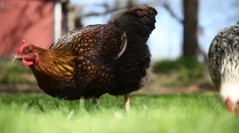 Chickens, Backyard in the summer 5 0f 5 Video stock 47518408