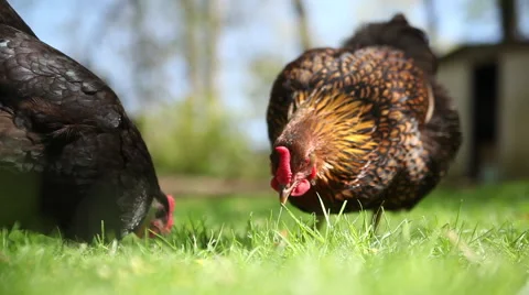 Chickens, Backyard in the summer 5 Video stock 47521108