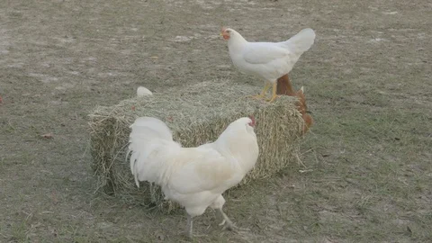 Chickens On A Bale Of Hay Stock Footage 100080708