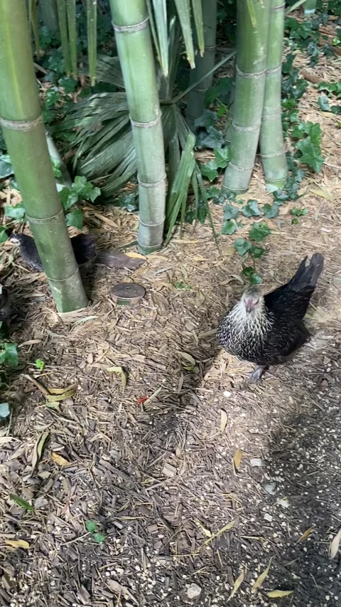 Chickens in bamboo forest Stock Footage 345360585