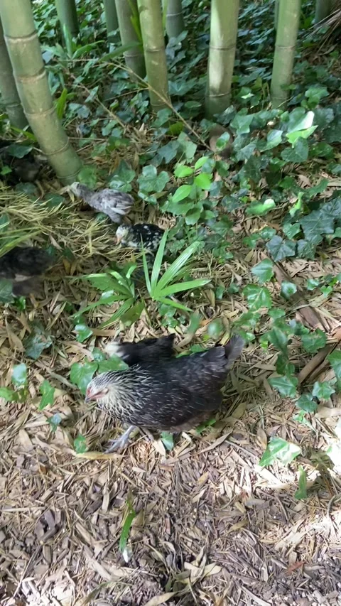 Chickens in a bamboo forest Stock Footage 345361292