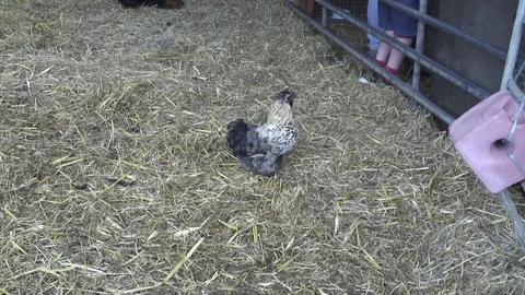 Chickens in barn 2 Stock Footage 76260305