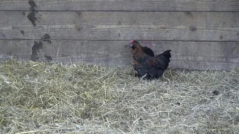 Chickens in barn 3 Stock-Footage 76260324