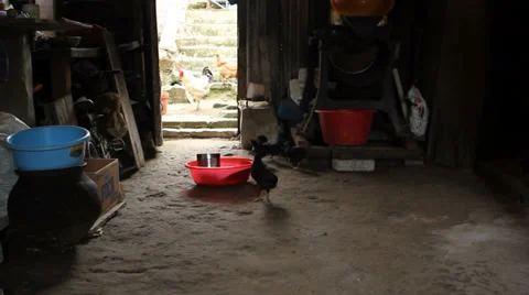 Chickens in barn Stock Footage 28687545