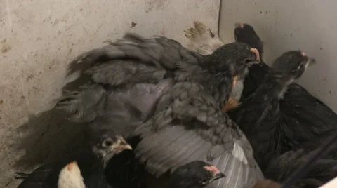 Chickens in the barn Stock Footage 47987934