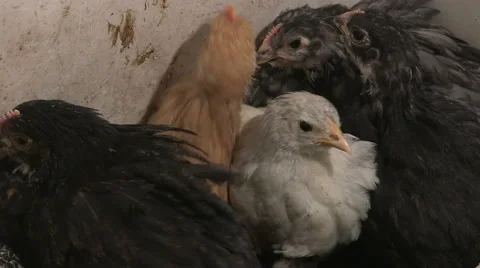 Chickens in the barn Stock Footage 47988123