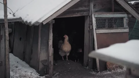 Chickens in the barn. winter Stock Footage 297454012