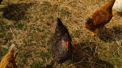 Chickens in a barnyard, foraging and socializing Stock Footage 277651711