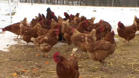 Chickens in the Barnyard in Winter Stock Footage 27510960