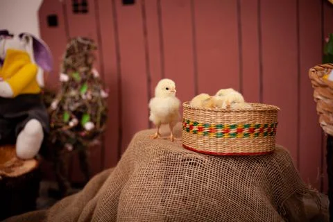 Chickens in a basket on the background of easter Stock Photos