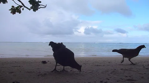 Chickens at the Beach Stock Footage 45530634