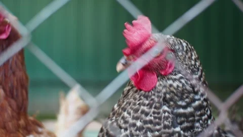 Chickens behind bars close-up Stock Footage 270089631