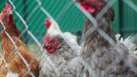 Chickens behind bars close-up Stock Footage 270089679