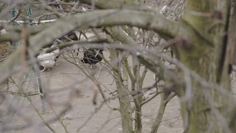 Chickens behind the branches Stock Footage 104004375