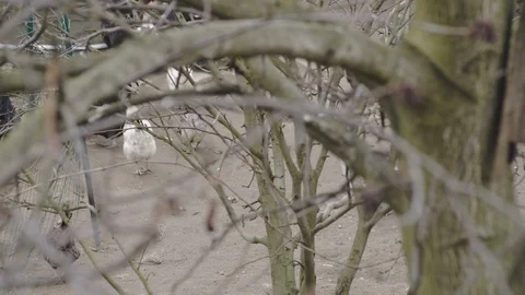 Chickens behind the branches Stock Footage 104012534