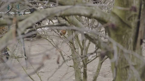 Chickens behind the branches Stock Footage 104012566