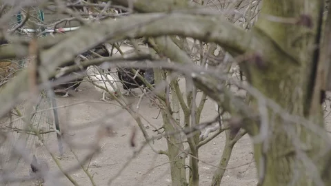 Chickens behind the branches Stock Footage 104016028