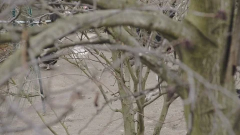 Chickens behind the branches Stock Footage 104016069