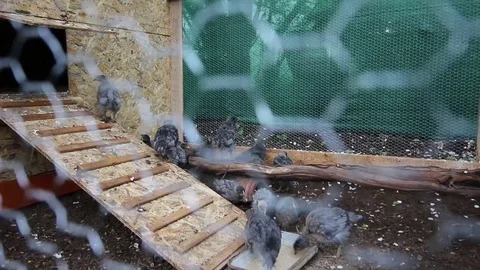 Chickens behind the net of the chicken coop Video stock 74715749