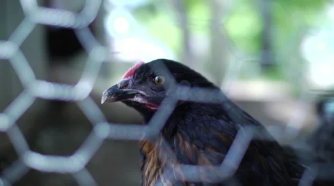 Chickens Behind Wire Fence Stock Footage 41067698