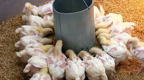 Chickens being fed Видео 20495887