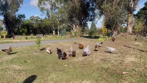 Chickens being fed Stock Footage 272737936