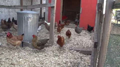 Chickens being Herded by a Farmer Stock Footage 69168125