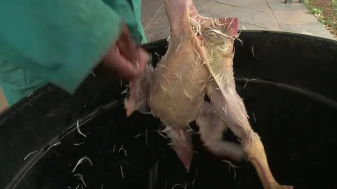 Chickens being plucked Video stock 84454721