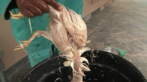 Chickens being plucked Video stock 84454924