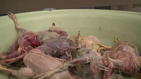 Chickens being plucked Video stock 84455081