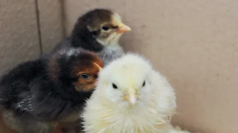Chickens in a box Stock Footage 39725116