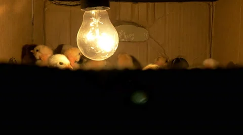 Chickens in the box Stock Footage 62231114