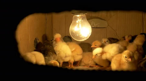 Chickens in the box Stock Footage 62231641