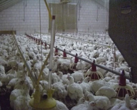 Chickens in broiler poultry barn Stock Footage 48757745