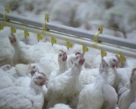 Chickens in broiler poultry barn - medium shot 스톡 동영상 48757871